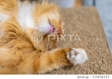 beautiful large domestic Maine Coon cat 115636333