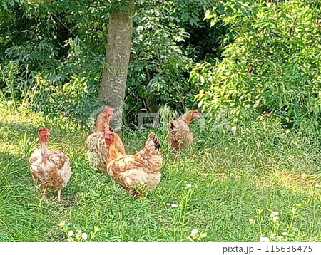 chickens scratch around in nature in freedom chickens scratch around in nature in freedom 115636475