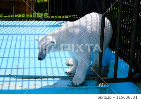 おびひろ動物園 ホッキョクグマ舎の光景 おびひろ動物園 ホッキョクグマ舎の光景 115636531