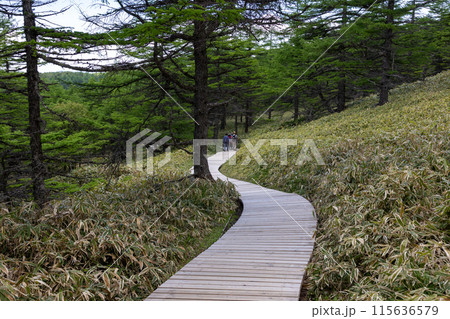 池の平湿原へ続く木道 長野県東御市 池の平湿原へ続く木道 長野県東御市 115636579