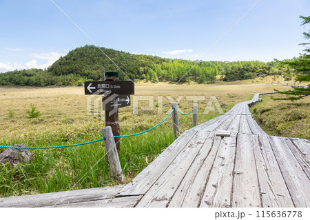 池の平湿原の木道　長野県東御市 115636778