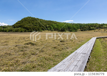 池の平湿原の木道　長野県東御市 115636779