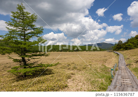 池の平湿原の木道 長野県東御市 池の平湿原の木道 長野県東御市 115636787