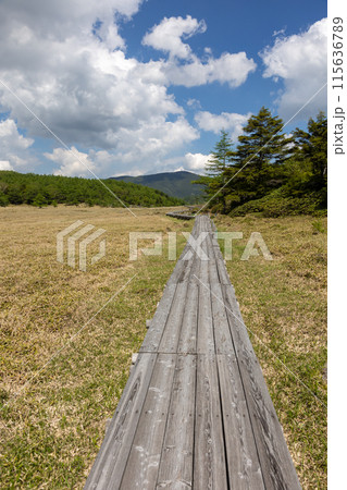 池の平湿原の木道 長野県東御市 池の平湿原の木道 長野県東御市 115636789
