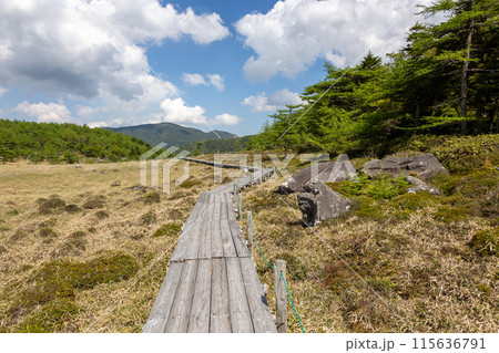 池の平湿原の木道 長野県東御市 池の平湿原の木道 長野県東御市 115636791