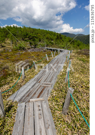 池の平湿原の木道　長野県東御市 115636795