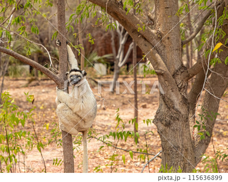 Verreaux's sifaka Madagascar. White sifaka with dark head. 115636899
