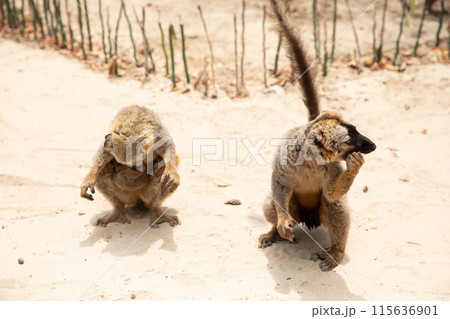 Cute brown lemur Eulemur fulvus with orange eyes. 115636901