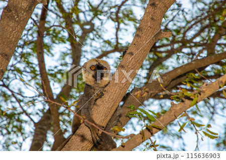 Red-bellied Lemur Eulemur rubriventer, Cute primate. 115636903