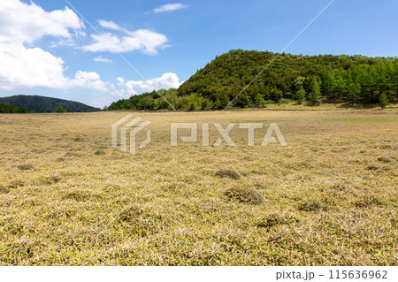 池の平湿原 長野県東御市 池の平湿原 長野県東御市 115636962