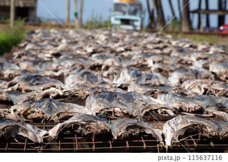 Tuna drying process on the coast of Sri Lanka Tuna drying process on the coast of Sri Lanka 115637116