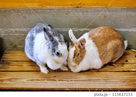 うさぎ 115637153