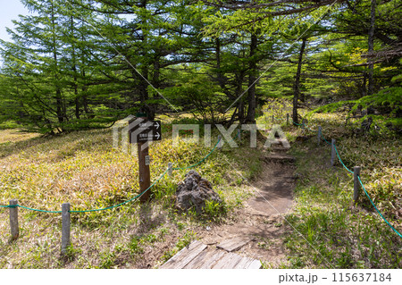 池の平湿原から三方ヶ峰への登山道 長野県東御市 池の平湿原から三方ヶ峰への登山道 長野県東御市 115637184