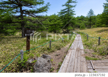 池の平湿原から三方ヶ峰への登山道　長野県東御市 115637192