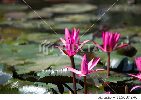Panoramic of blooming Lotus flower 115637246