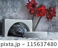 Background for cosmetic products grey concrete scene with geometric shapes and red flower. Concrete round and arc white podium. Empty showcase for packaging product presentation. Mock up pedestal 115637480