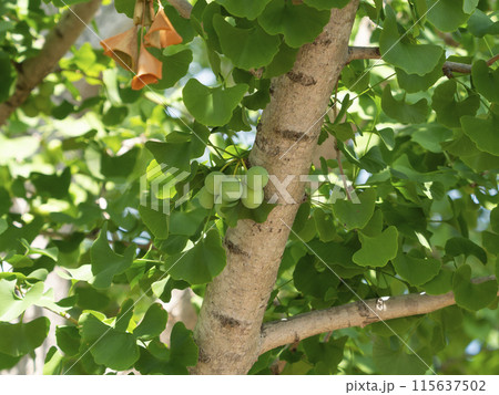 種子を付けた夏の銀杏 115637502