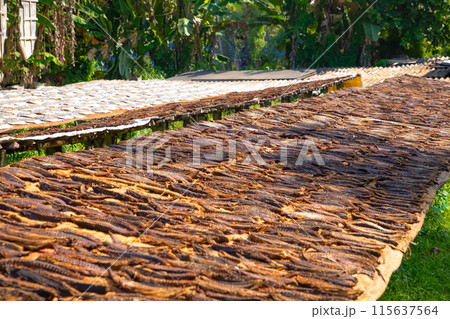 Tuna drying process on the coast of Sri Lanka Tuna drying process on the coast of Sri Lanka 115637564