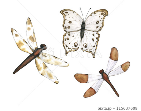 Dragonfly and Butterfly Isolated on White Background. Hand drawn flying insects. Watercolor illustrations in calm beige tones for background, texture, wrapper pattern, frame or border 115637609