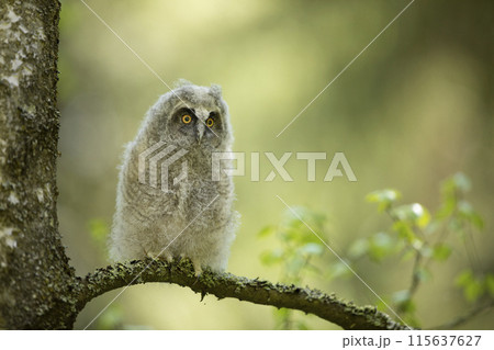 Young owl in spring forest, green leaves. Long-eared Owl nesting on the branch during springtime. Wildlife scene from nature, Czech republic 115637627