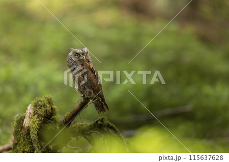 Scops Owl, Otus scops, sitting on tree trunk in the mossy forest. Wildlife animal scene from nature. Scops Owl, Otus scops, sitting on tree trunk in the mossy forest. Wildlife animal scene from nature. 115637628