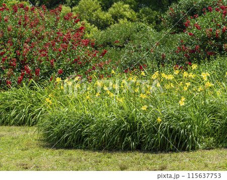 植物園に咲くヘメロカリスの花 115637753