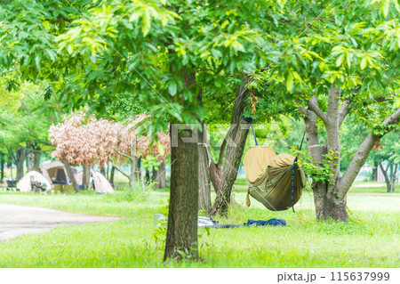 新緑の中の、ハンモックでくつろぐ 115637999