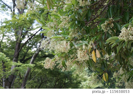 サンゴジュのつぼみ・2023年5月 サンゴジュのつぼみ・2023年5月 115638053