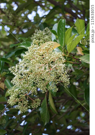 サンゴジュのつぼみ・2023年5月　 115638055