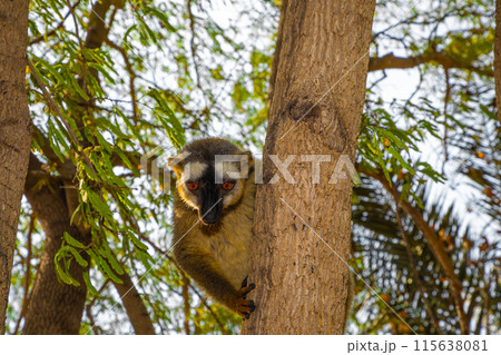Red-bellied Lemur - Eulemur rubriventer, Cute primate. 115638081
