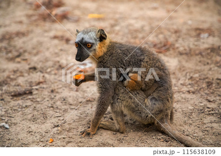 Common brown lemur (Eulemur fulvus) with orange eyes. Common brown lemur (Eulemur fulvus) with orange eyes. 115638109