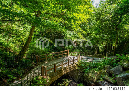 養老の滝《岐阜県・養老町・養老公園》 養老の滝《岐阜県・養老町・養老公園》 115638111