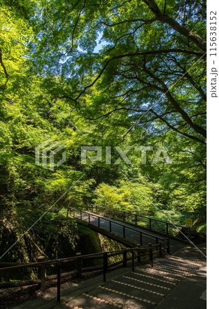 養老の滝への遊歩道沿いの風景《岐阜県・養老町・養老公園》 養老の滝への遊歩道沿いの風景《岐阜県・養老町・養老公園》 115638152