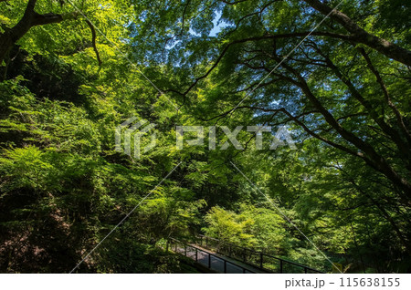 養老の滝への遊歩道沿いの風景《岐阜県・養老町・養老公園》 115638155
