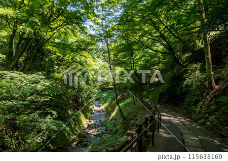 養老の滝への遊歩道沿いの風景《岐阜県・養老町・養老公園》 養老の滝への遊歩道沿いの風景《岐阜県・養老町・養老公園》 115638169