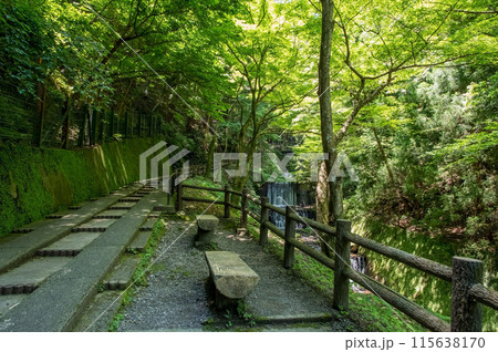 養老の滝への遊歩道沿いの風景《岐阜県・養老町・養老公園》 養老の滝への遊歩道沿いの風景《岐阜県・養老町・養老公園》 115638170