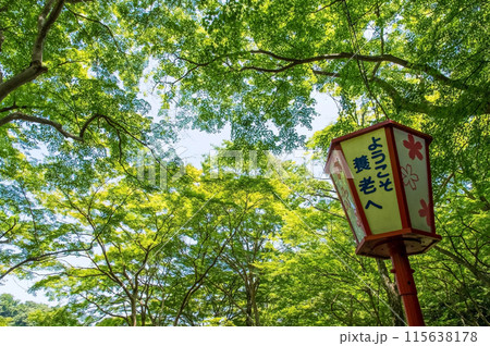 養老公園遊歩道のぼんぼり《岐阜県・養老町・養老公園・養老の滝》 養老公園遊歩道のぼんぼり《岐阜県・養老町・養老公園・養老の滝》 115638178