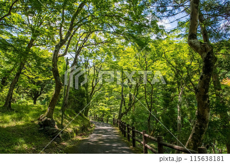 養老の滝への遊歩道沿いの風景《岐阜県・養老町・養老公園》 115638181