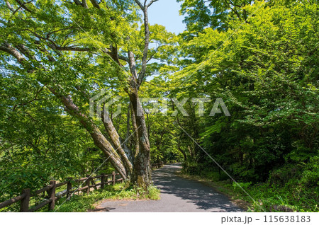 養老の滝への遊歩道沿いの風景《岐阜県・養老町・養老公園》 115638183