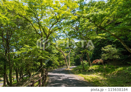 養老の滝への遊歩道沿いの風景《岐阜県・養老町・養老公園》 115638184