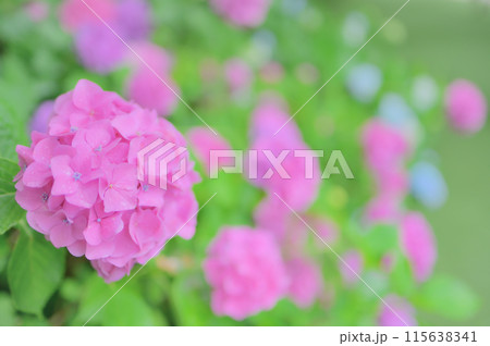 6月の公園に咲くピンク色の紫陽花　梅雨イメージ 115638341