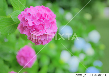 6月の公園に咲くピンク色の紫陽花 梅雨イメージ 6月の公園に咲くピンク色の紫陽花 梅雨イメージ 115638351