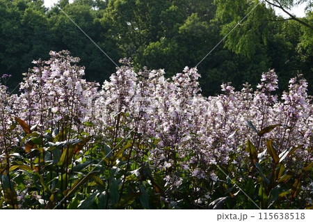 ペンステモンの花 115638518