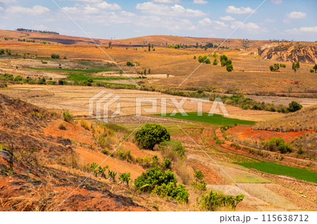 Typical Madagascar landscape rice terrace fields 115638712