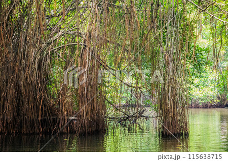 Mangrove habitat, roots and shoal of fish underwater Mangrove habitat, roots and shoal of fish underwater 115638715