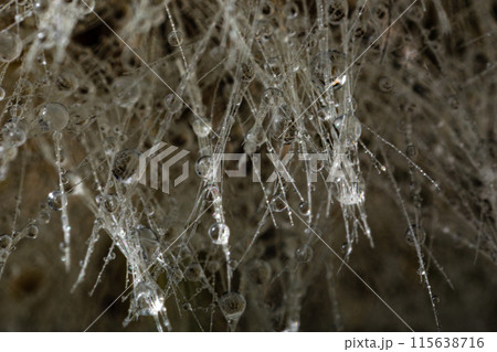 drops of water on thin white threads drops of water on thin white threads 115638716