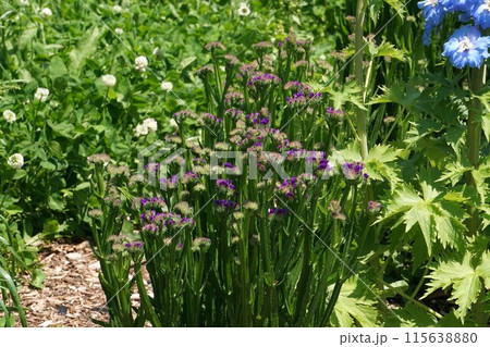 スターチスの花 115638880