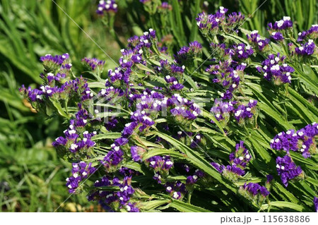 スターチスの花 スターチスの花 115638886