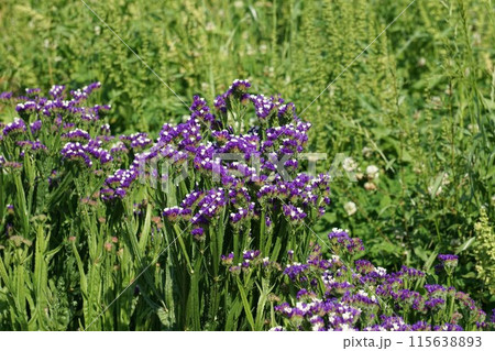 スターチスの花 スターチスの花 115638893