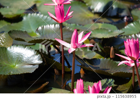 Panoramic of blooming Lotus flower Panoramic of blooming Lotus flower 115638955
